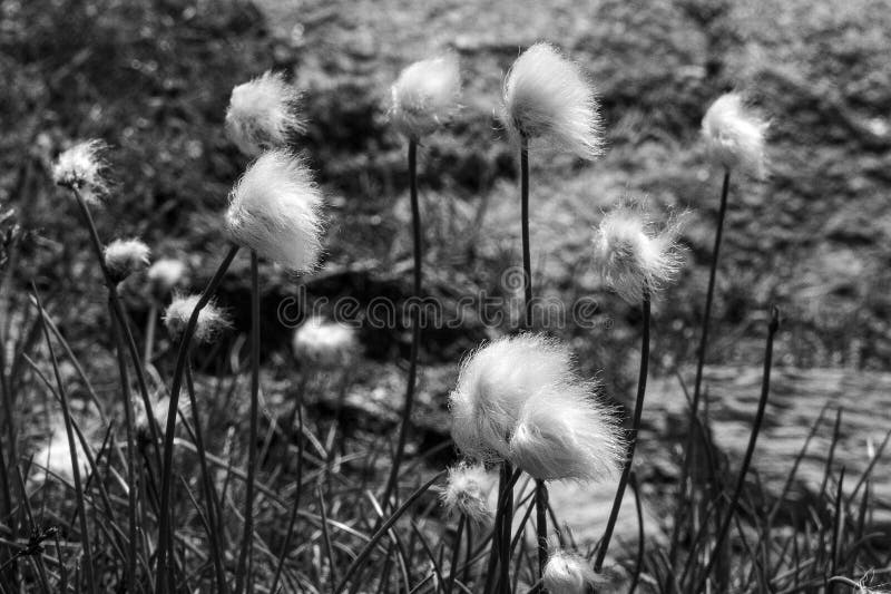 Filigree Dandelions in Black Filigree Dandelions in Black
