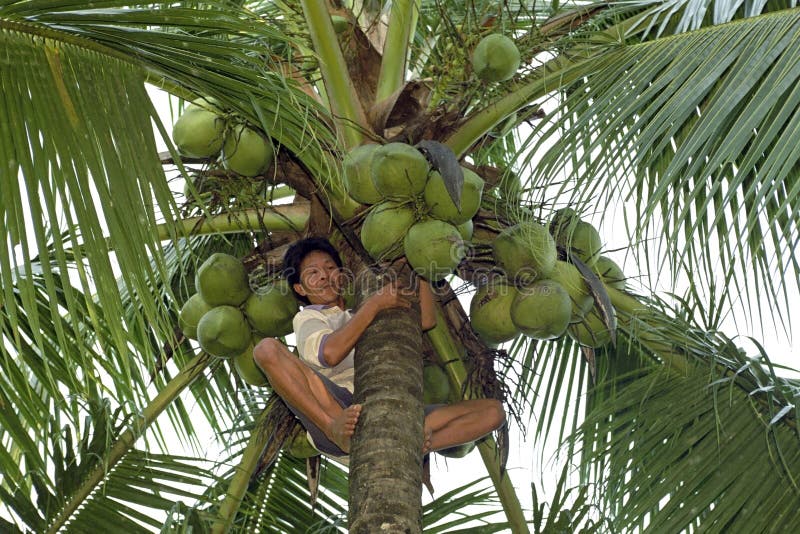 Filipino man cuts coconuts in top of palm tree