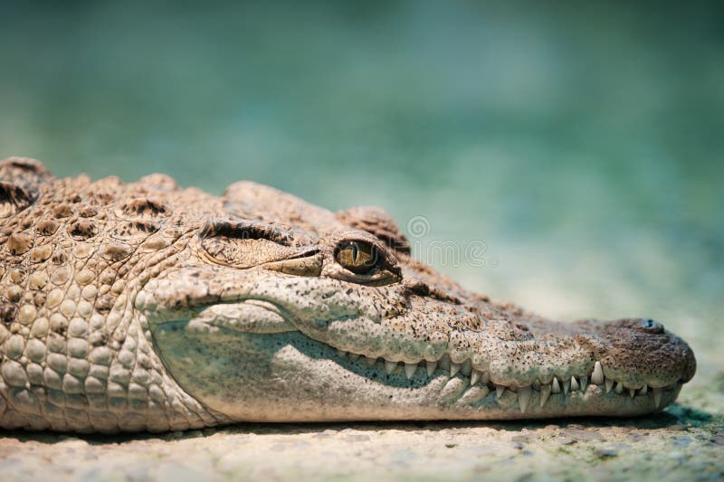 Philippine crocodile (lat. Crocodylus mindorensis), focus is on the eye. Philippine crocodile (lat. Crocodylus mindorensis), focus is on the eye