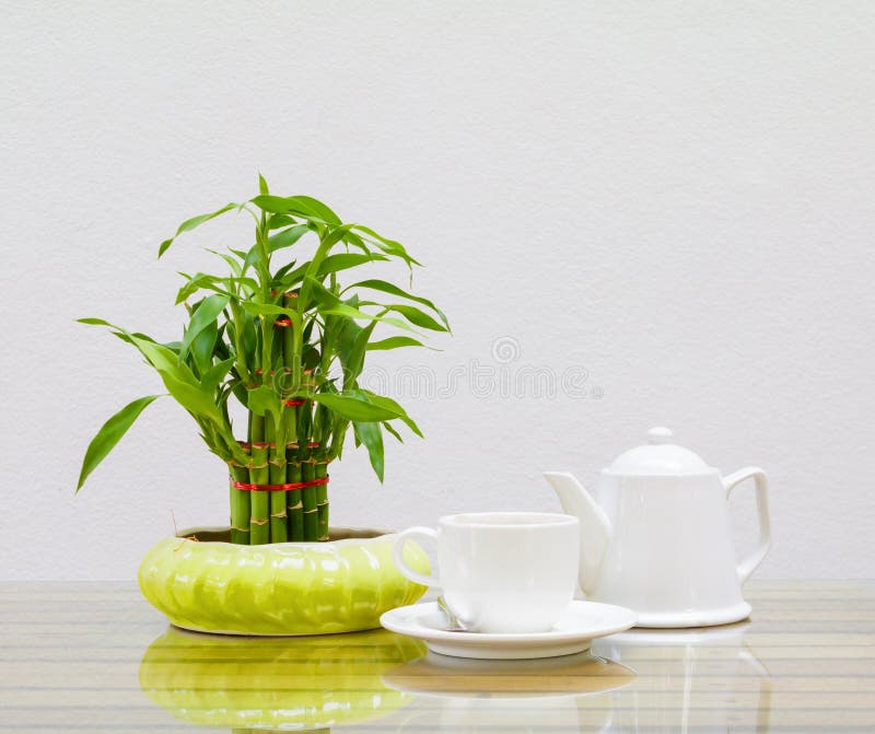 Filiżanki i teapot biel Bambusowy drzewo w garnku Na szklanym stołowym drewnianym i cementowym ściennym tle fotografia royalty free Filiżanki i teapot biel Bambusowy drzewo w garnku Na szklanym stołowym drewnianym i cementowym ściennym tle fotografia royalty free