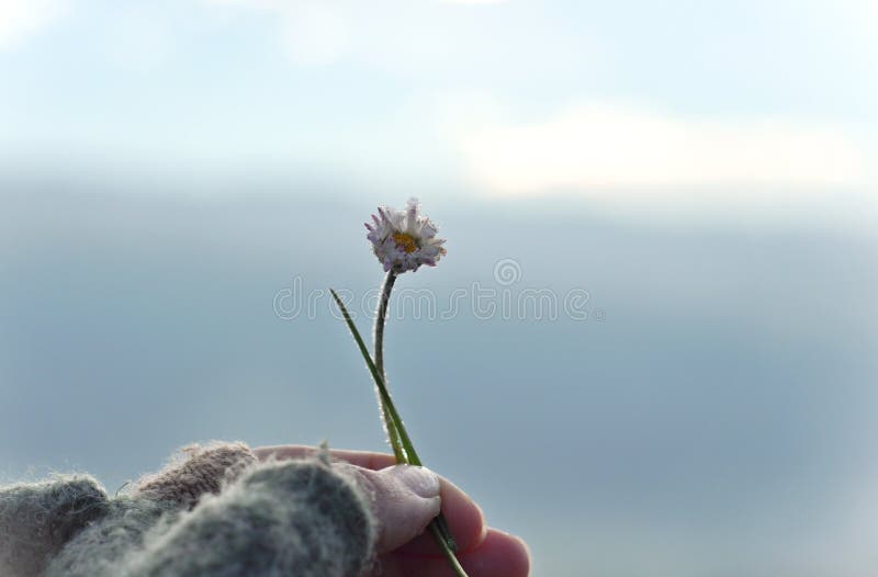 Fille avec la main de gant tenant une belle marguerite blanche sur le horizont Belle nature tranquille représenter le moment pais photo stock Fille avec la main de gant tenant une belle marguerite blanche sur le horizont Belle nature tranquille représenter le moment pais photo stock