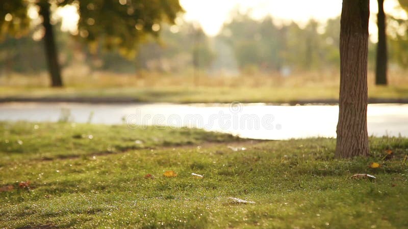 Fille avec le chien de Labrador marchant en parc d'automne