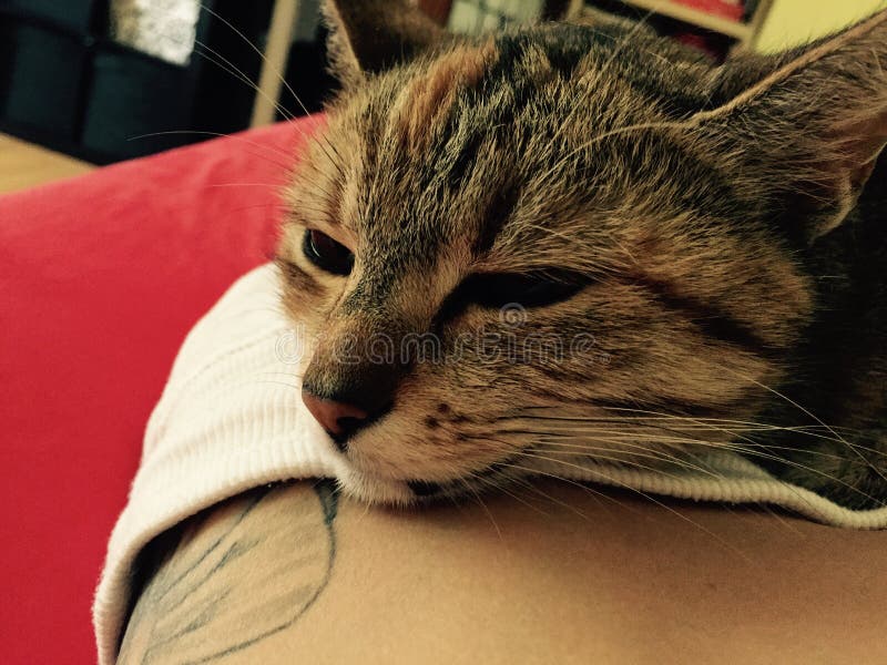 Fille Avec Tattoo Et Chat Photo Stock Image Du Chat