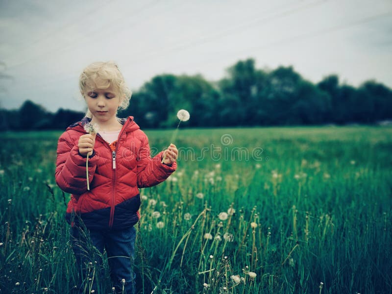 Fille caucasienne marchant parmi les pissenlits et l'herbe sur le pré à la soirée photographie stock Fille caucasienne marchant parmi les pissenlits et l'herbe sur le pré à la soirée photographie stock