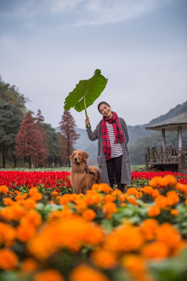 Fille et golden retriever en fleurs photographie stock libre de droits Fille et golden retriever en fleurs photographie stock libre de droits