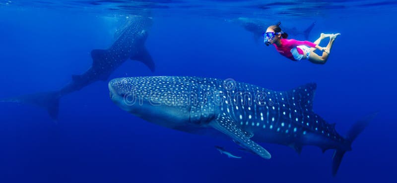 Fille naviguant au schnorchel avec le requin de baleine images stock Fille naviguant au schnorchel avec le requin de baleine images stock