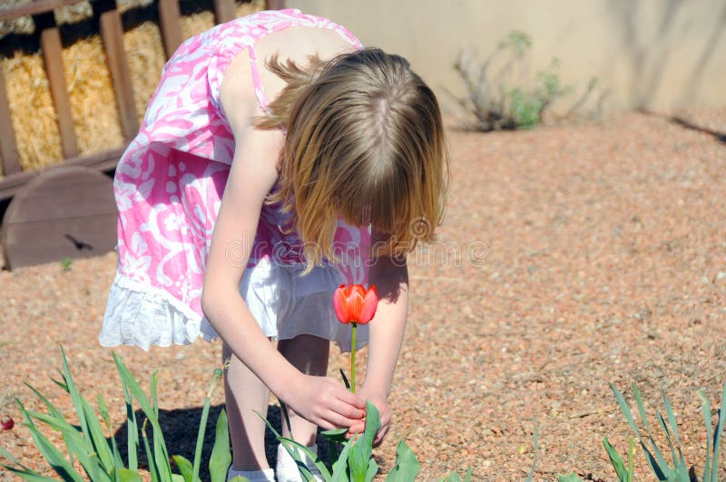 Fille sélectionnant une tulipe image libre de droits Fille sélectionnant une tulipe image libre de droits