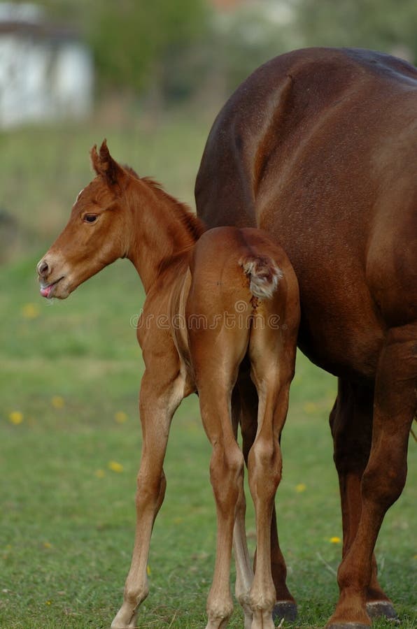 Filly with his mother