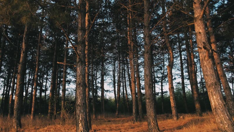 Film cinématographique d'une belle vue panoramique de la forêt de pins pendant le soleil matinal banque de vidéos
