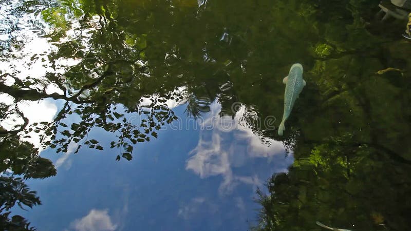 Film di HD 1080p di grande nuoto variopinto del pesce di Koi in uno stagno con la riflessione dell'acqua in giardino 1920x1080