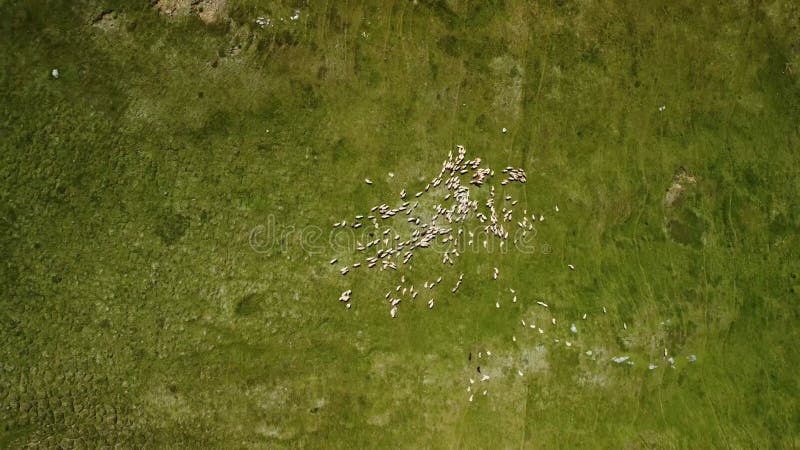 Filmagens aéreas subindo de um bando de ovelhas caminhando sobre uma colina