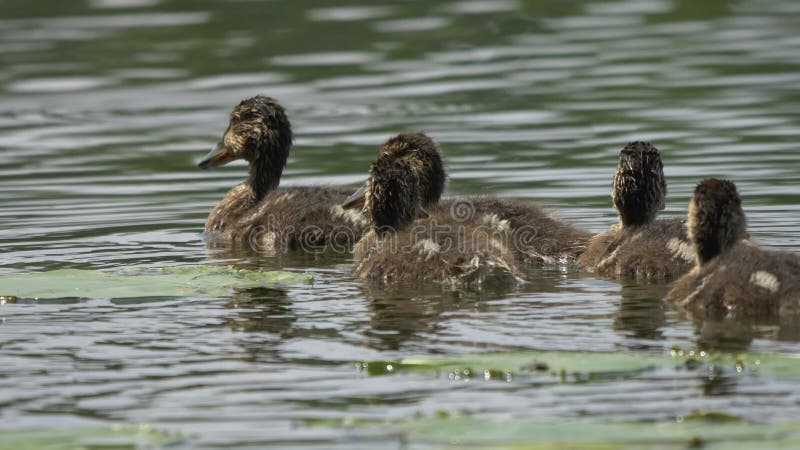 Filme de pelúcia de filhotes nadando num lago tranquilo num dia ensolarado video estoque