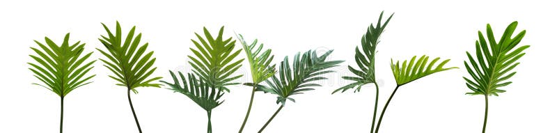 Filodendronu xanadu, Tropikalni liście ustawia odosobnionego na bielu