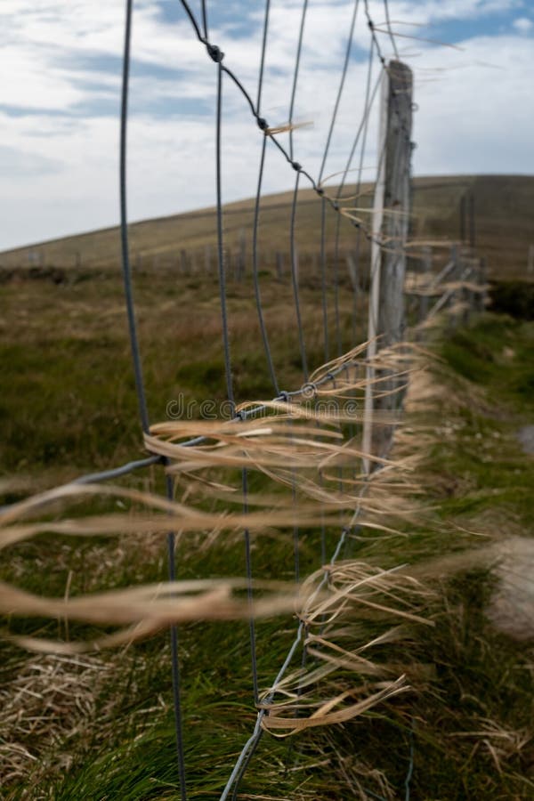 Fils d'herbe sèche et de paille propagées un grillage soufflant en vents violents, rendant les fils de l'herbe troubles photographie stock Fils d'herbe sèche et de paille propagées un grillage soufflant en vents violents, rendant les fils de l'herbe troubles photographie stock