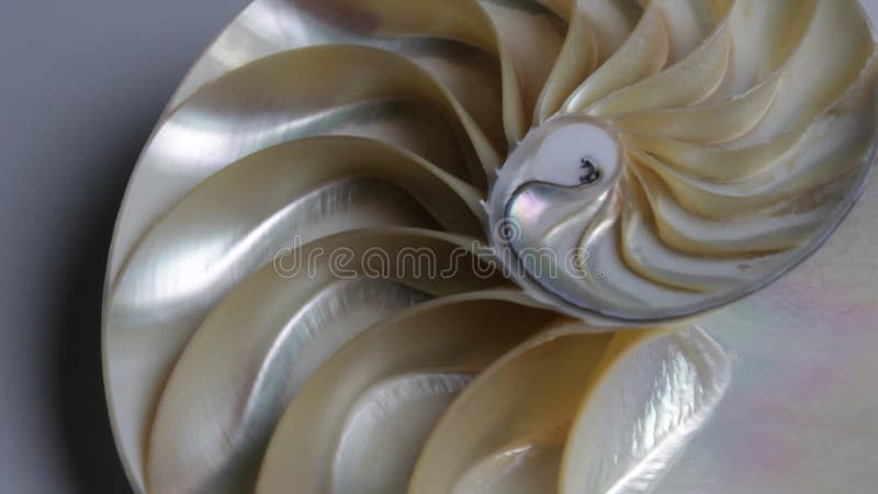 Filtre vidéo de la séquence d'images de fibonacci de la coque de Nautilus tournant le rapport d'or séquence nombre d'arrière-p banque de vidéos