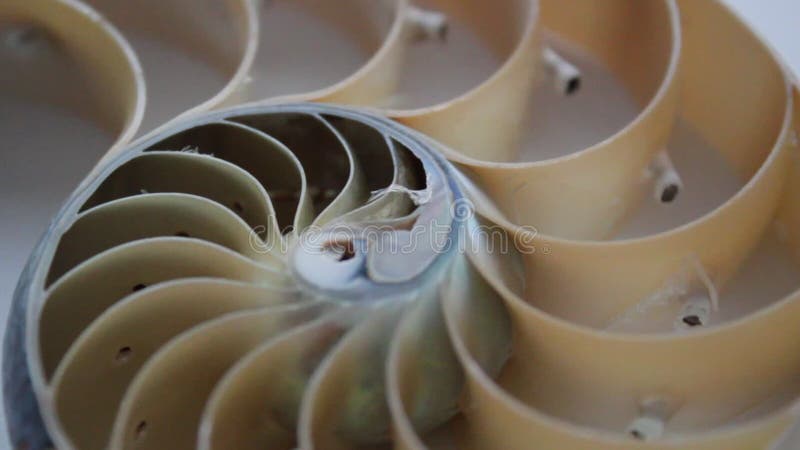 Filtre vidéo de la séquence d'images de fibonacci de la coque de Nautilus tournant le rapport d'or séquence nombre d'arrière-p clips vidéos