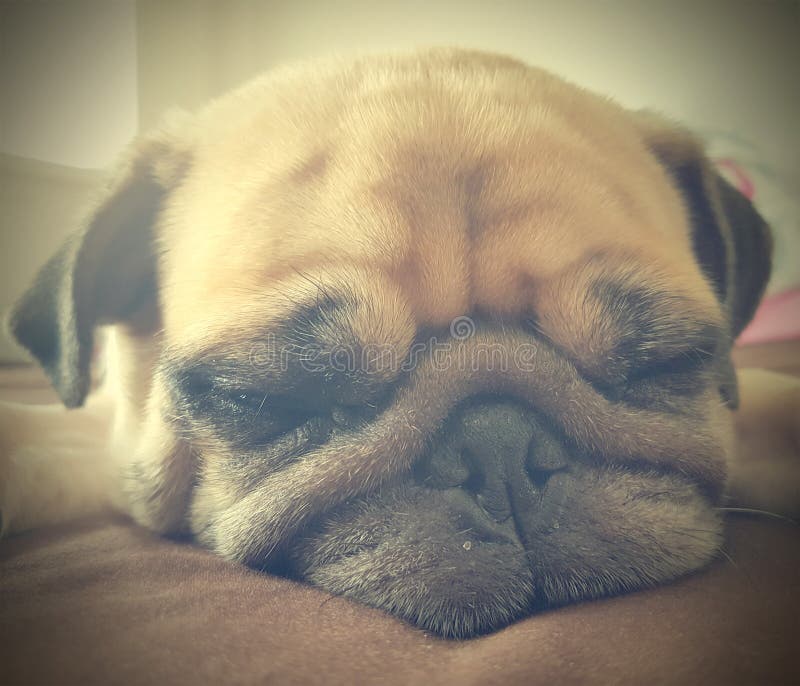 Retro Vintage filter of close up face of cute pug puppy dog sleeping rest lay down lie on bed. Retro Vintage filter of close up face of cute pug puppy dog sleeping rest lay down lie on bed