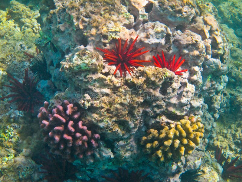 Coral reef in maui on Maui's west side. Coral reef in maui on Maui's west side