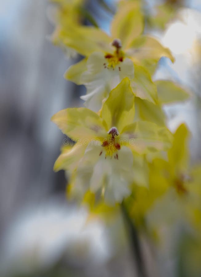 Fim bonito acima de uma orquídea do amarelo e a branca fotografia de stock royalty free Fim bonito acima de uma orquídea do amarelo e a branca fotografia de stock royalty free