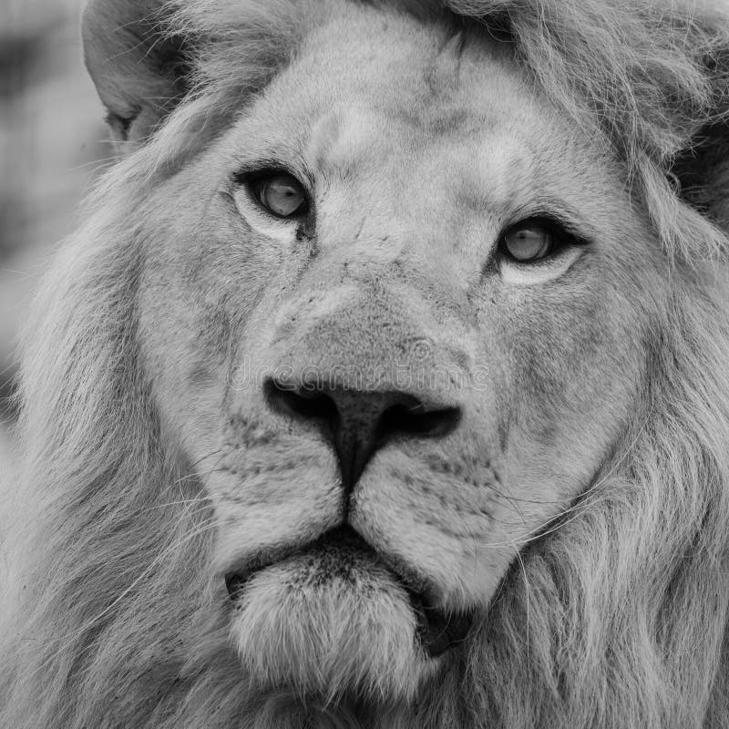 Fim bonito acima do retrato do atlas branco Lion Panthera de Barbary fotos de stock Fim bonito acima do retrato do atlas branco Lion Panthera de Barbary fotos de stock