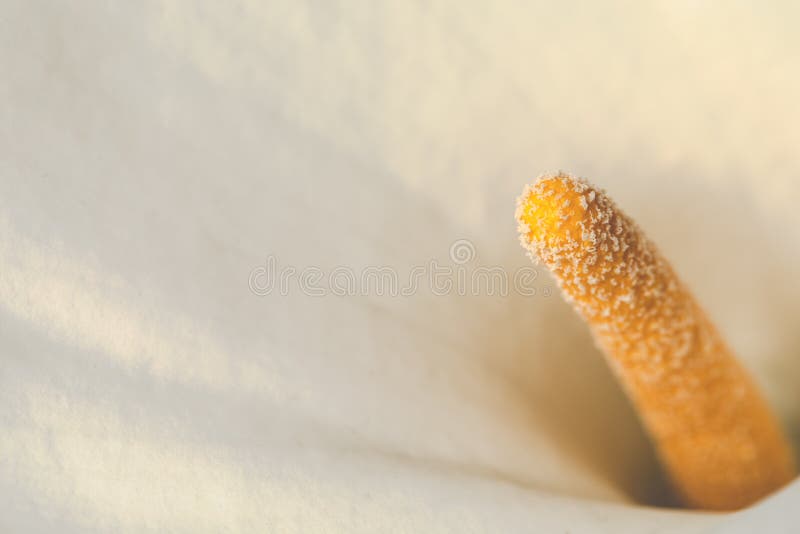 Fim bonito do extremo do lírio de calla acima dentro da flor com espaço branco da cópia - floresça o fundo macro do conceito da f foto de stock royalty free Fim bonito do extremo do lírio de calla acima dentro da flor com espaço branco da cópia - floresça o fundo macro do conceito da f foto de stock royalty free
