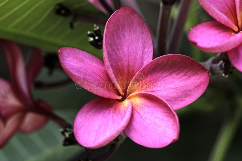 Fim Cor-de-rosa Da Flor Do Jasmim Acima Da Foto - Stephanense Do Jasminum X  Foto de Stock - Imagem de beleza, haste: 117730490