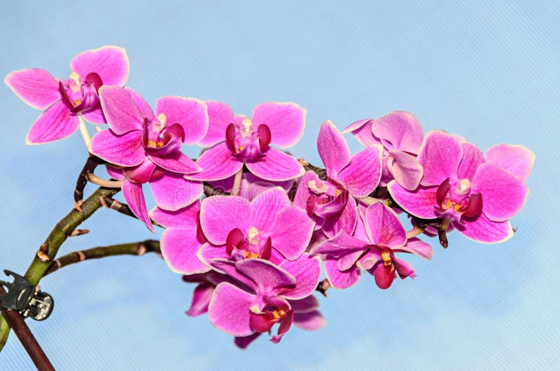 Fim cor-de-rosa da orquídea acima das flores do ramo, no céu azul