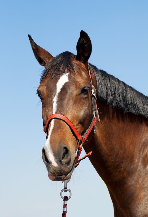 Foto de Frente Da Cabeça De Cavalo e mais fotos de stock de Cavalo