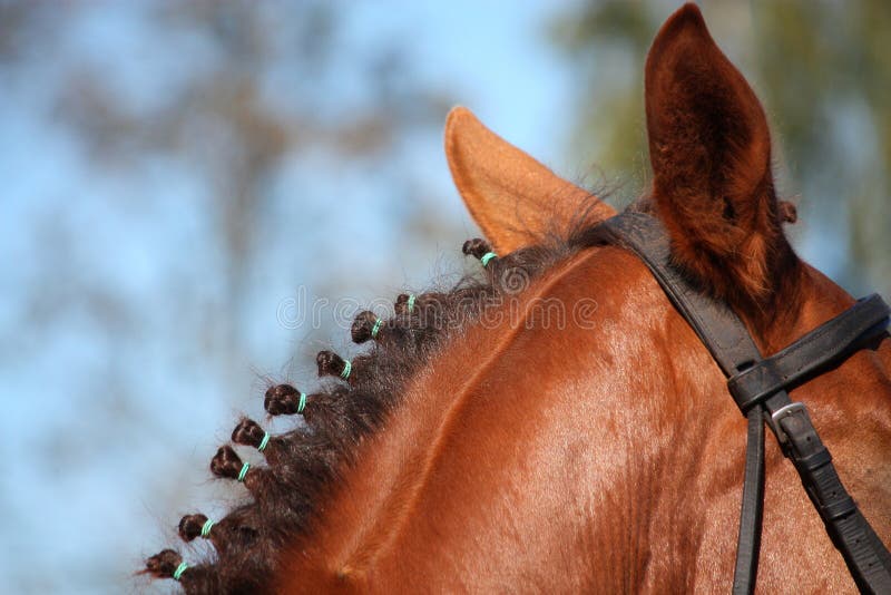 Chestnut horse braided mane close up. Chestnut horse braided mane close up