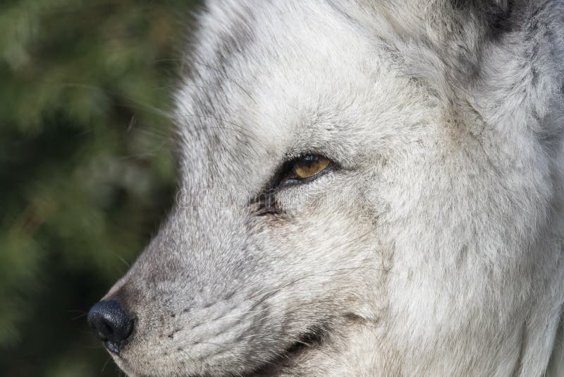 Raposa-do-ártico em close-up, retrato sobre fundo exposto imagem de stock royalty free