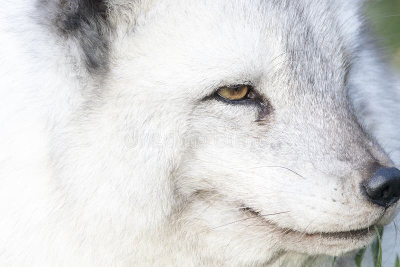 Retrato aproximado de uma raposa-do-ártico sobre fundo exposto imagem de stock