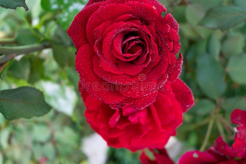 Fim da rosa do vermelho acima Rosa vermelha bonita em um jardim gotas da água e das folhas fotografia de stock royalty free Fim da rosa do vermelho acima Rosa vermelha bonita em um jardim gotas da água e das folhas fotografia de stock royalty free