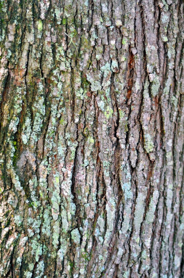 Bark detail close up of an old tree. Bark detail close up of an old tree