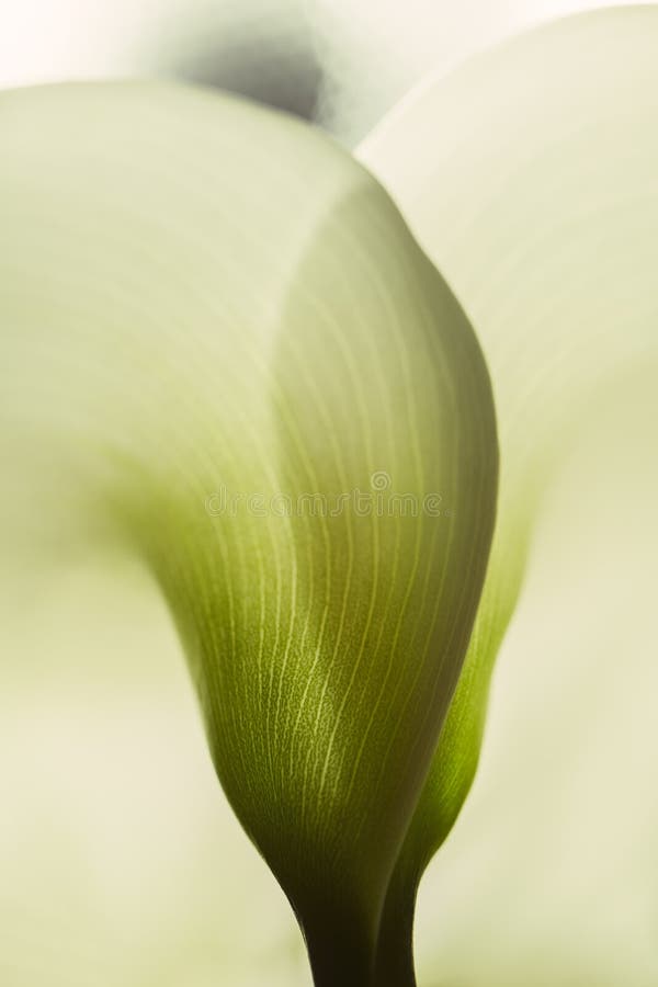Fim do extremo do lírio de Calla acima da textura do spathe da planta da parte externa Os conceitos botânicos, fotografia macro d imagem de stock royalty free Fim do extremo do lírio de Calla acima da textura do spathe da planta da parte externa Os conceitos botânicos, fotografia macro d imagem de stock royalty free