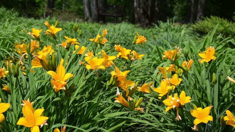 Fim Do Lírio De Dia Amarelo Ou Do Movimento Do Hemerocallis No Jardim Do  Verão Filme - Vídeo de colorido, flor: 43368674