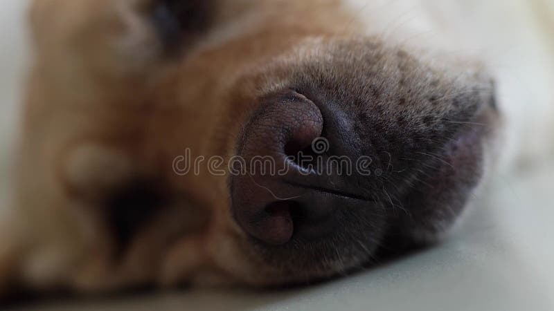 Fim do nariz de cão acima de Labrador bege que relaxa no assoalho na sala Cão preto de Labrador do nariz e do focinho que encontr