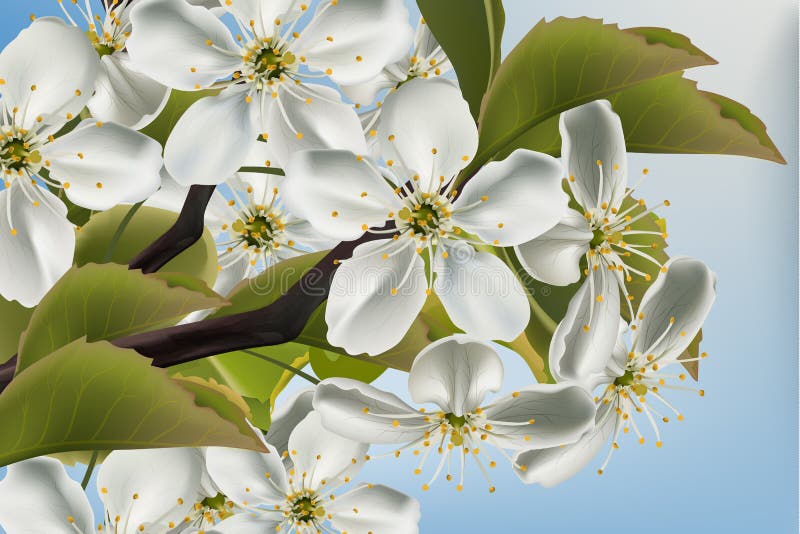 Fim do ramo das flores da cereja acima do vetor realístico Ilustrações bonitas do fundo 3d da mola ilustração do vetor Fim do ramo das flores da cereja acima do vetor realístico Ilustrações bonitas do fundo 3d da mola ilustração do vetor