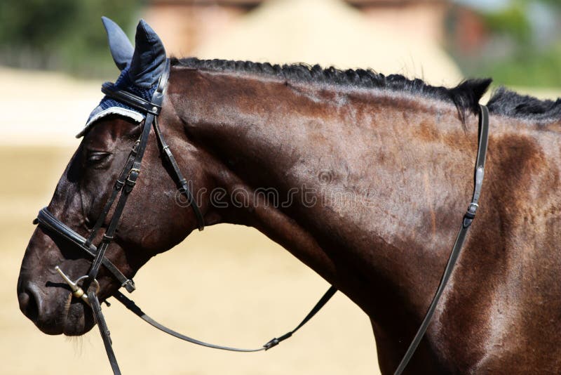 Fim do retrato acima de um cavalo bonito do esporte sob a sela em nat fotografia de stock royalty free Fim do retrato acima de um cavalo bonito do esporte sob a sela em nat fotografia de stock royalty free