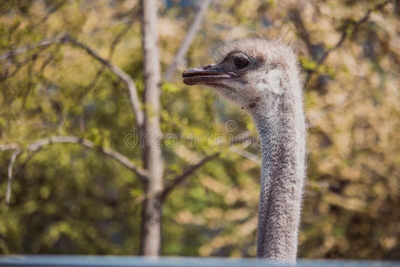 Fim do retrato da avestruz acima Ema curioso na exploração agrícola Cara orgulhosa da avestruz Close up peludo engraçado do ema C imagens de stock Fim do retrato da avestruz acima Ema curioso na exploração agrícola Cara orgulhosa da avestruz Close up peludo engraçado do ema C imagens de stock