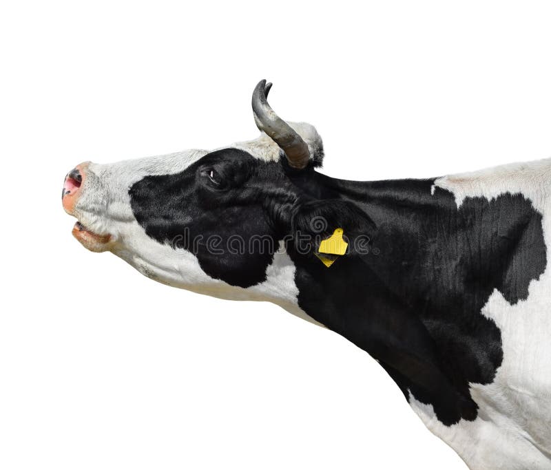 Fim do retrato da vaca isolado acima no branco Cabeça manchada preto e branco bonito engraçada da vaca isolada no branco Animais imagem de stock Fim do retrato da vaca isolado acima no branco Cabeça manchada preto e branco bonito engraçada da vaca isolada no branco Animais imagem de stock