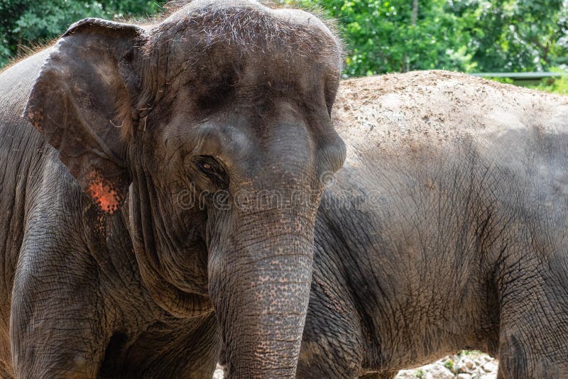 Fim velho da cabeça do elefante acima foto de stock Fim velho da cabeça do elefante acima foto de stock