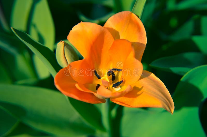 Fim vibrante acima nas pétalas alaranjadas da tulipa bonitas imagens de stock royalty free Fim vibrante acima nas pétalas alaranjadas da tulipa bonitas imagens de stock royalty free