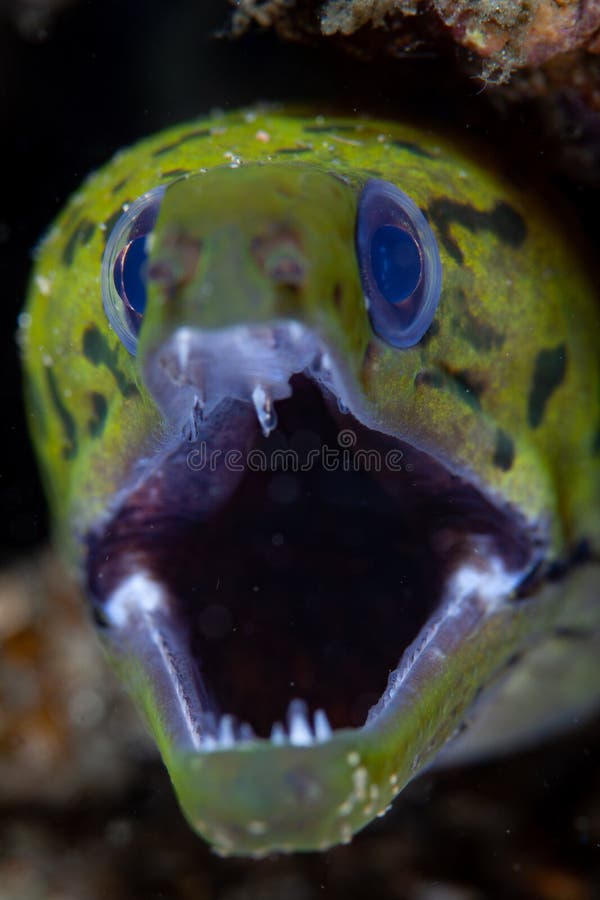 Fimbriated Moray Eel Opening Jaws Stock Photo Image of muck, niche