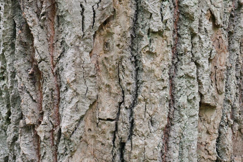 Fin approximative d'écorce d'arbre vers le haut de jour d'été dans la forêt photos libres de droits Fin approximative d'écorce d'arbre vers le haut de jour d'été dans la forêt photos libres de droits