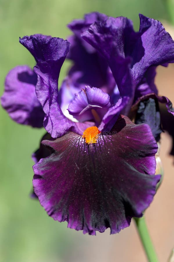 Fin barbue grande pourpre foncée d'Iris Local Color photos libres de droits Fin barbue grande pourpre foncée d'Iris Local Color photos libres de droits
