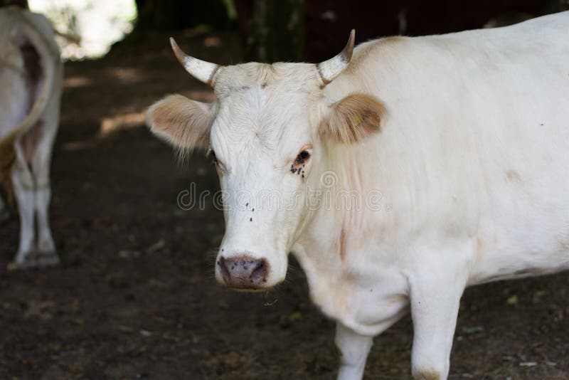 Fin blanche de vache photo stock Fin blanche de vache photo stock