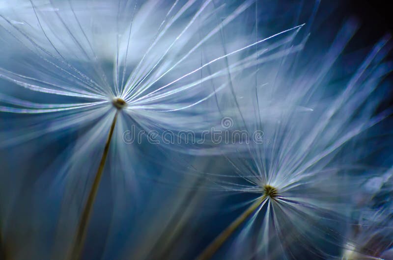 Fin bleue de macro d'abstact de pissenlit images stock