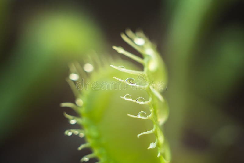 Fin carnivore de Dionea photo stock Fin carnivore de Dionea photo stock