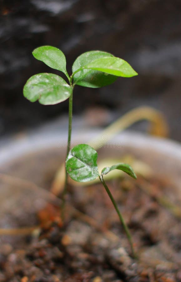 Le Basilic De Citron De Bebe A Germe De La Graine Dans Le Pot Avec Le Sol Photo Stock Image Du Produit Jardin Le Basilic De Citron De Bebe A Germe De La Graine Dans Le Pot Avec Le Sol Photo Stock Image Du Produit Jardin