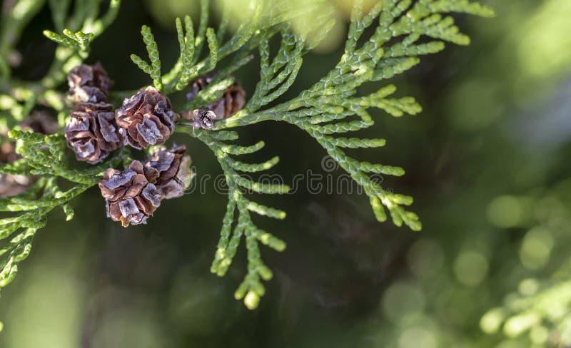 Fin de cône d'occidentalis de Thuja vers le haut de backround vert photo stock Fin de cône d'occidentalis de Thuja vers le haut de backround vert photo stock